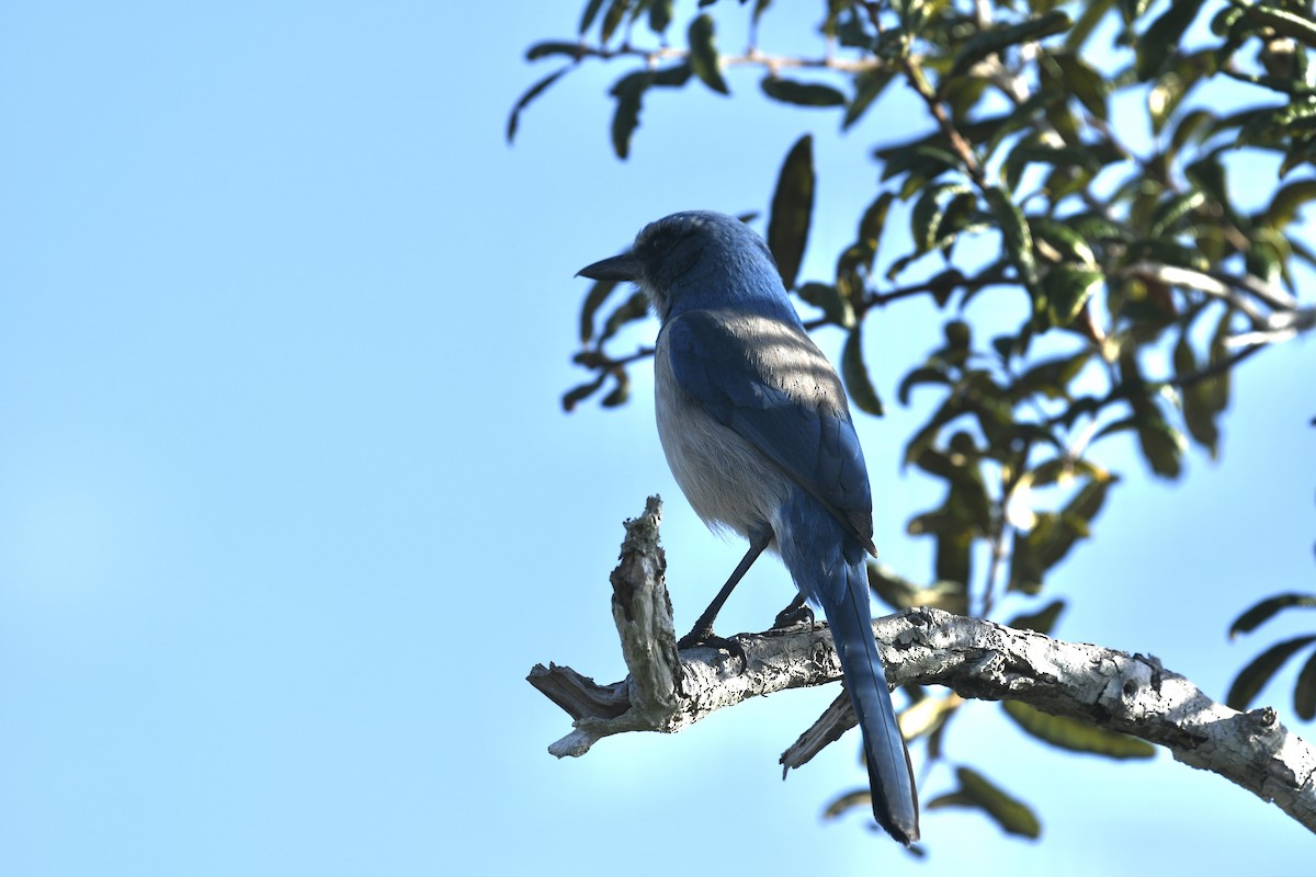 Florida Scrub-Jay - ML647423615