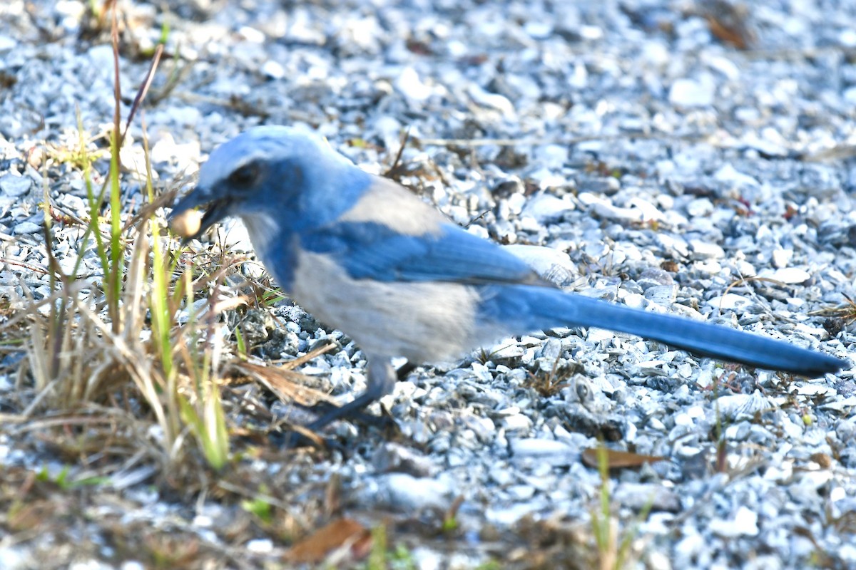Florida Scrub-Jay - ML647423632