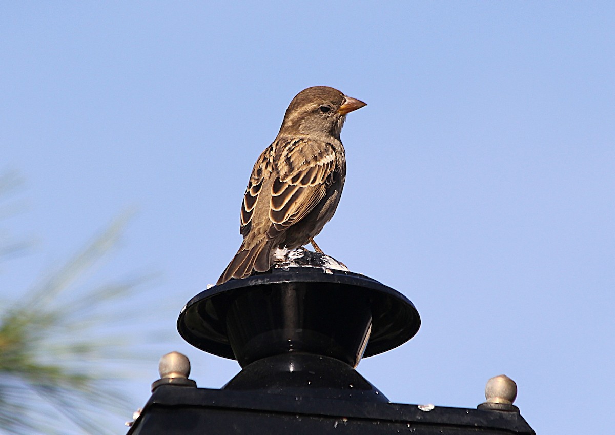 Gorrión Común - ML647423634