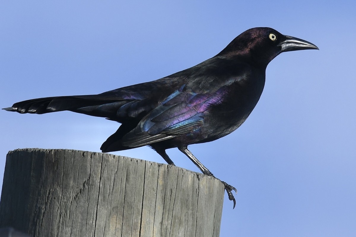 Common Grackle - ML647423638