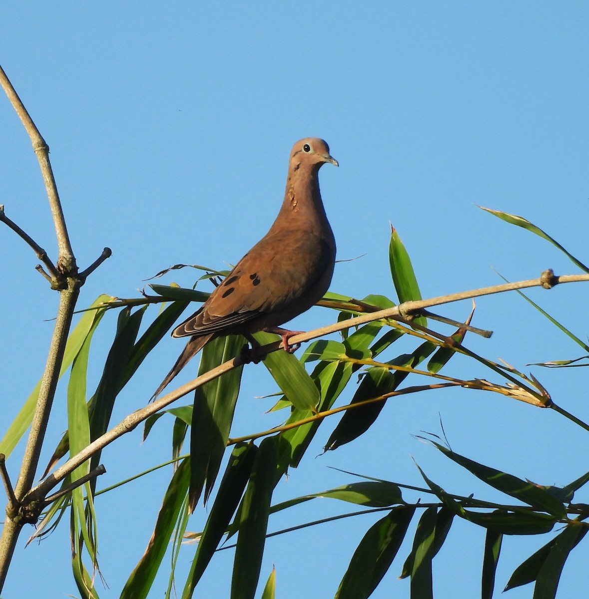 Eared Dove - ML647423641