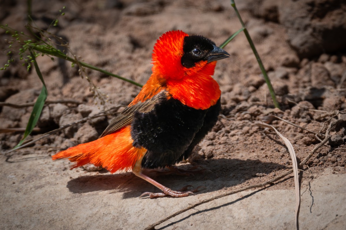 キタキンランチョウ - ML647423644