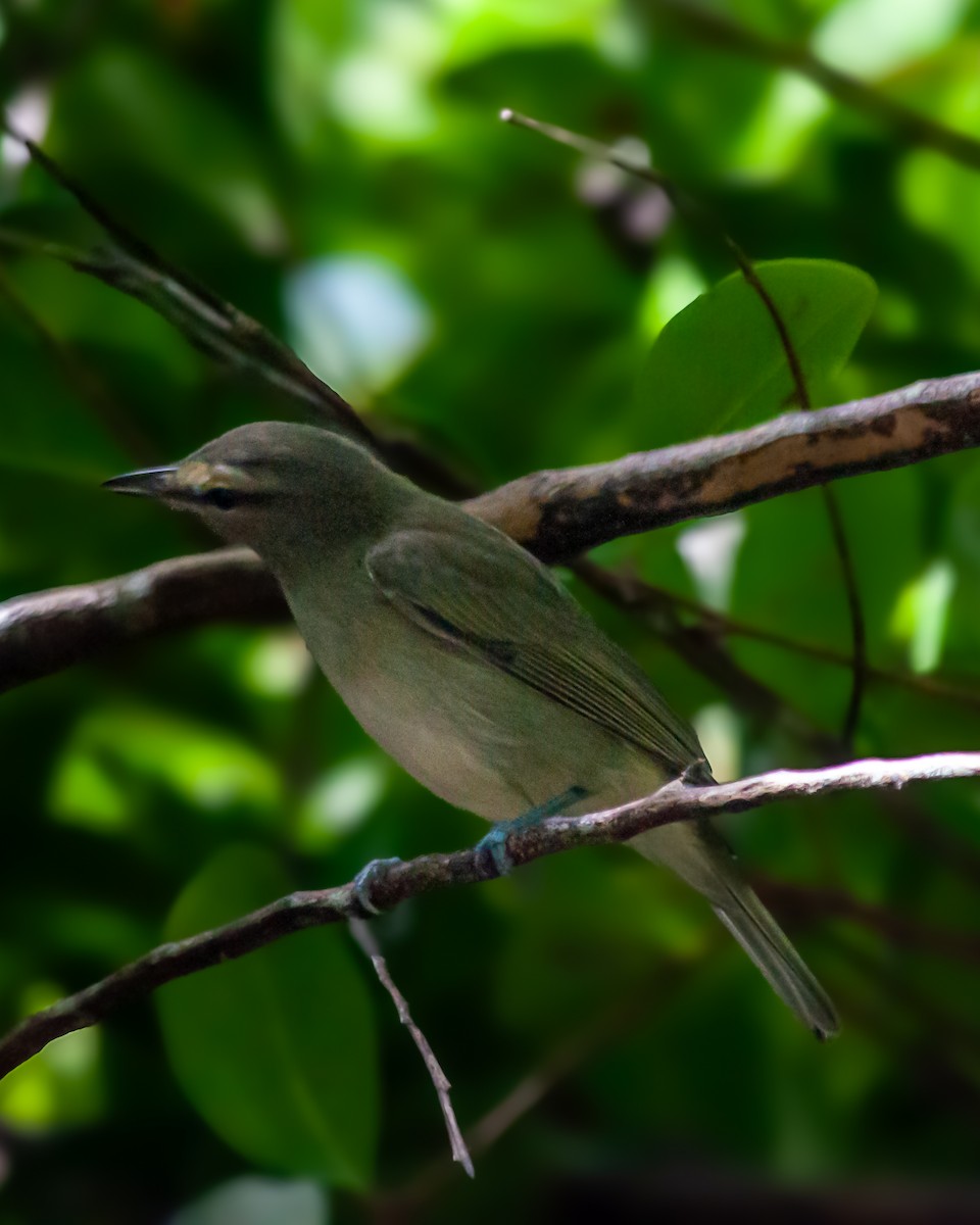 Yucatan Vireo - ML647423645