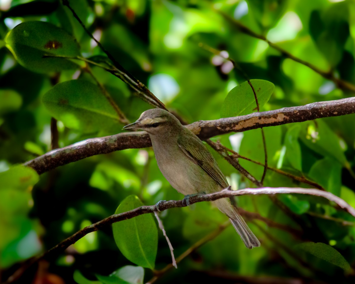 Yucatan Vireo - ML647423647