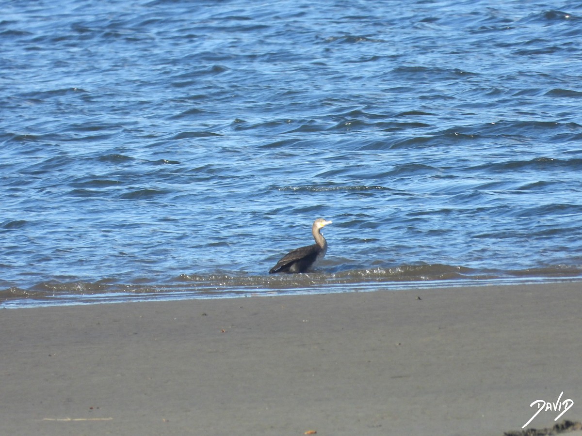 storskarv - ML647423650