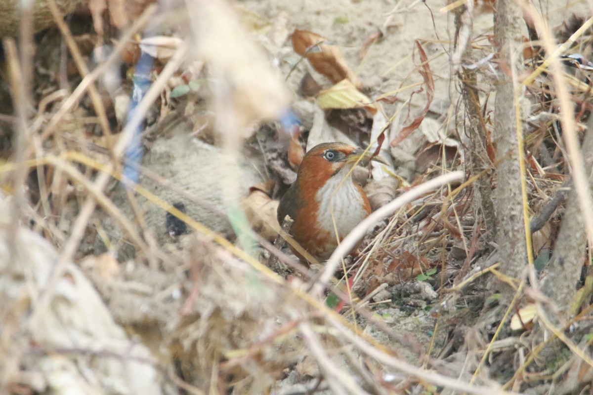 ホオアカマルハシ - ML647423651