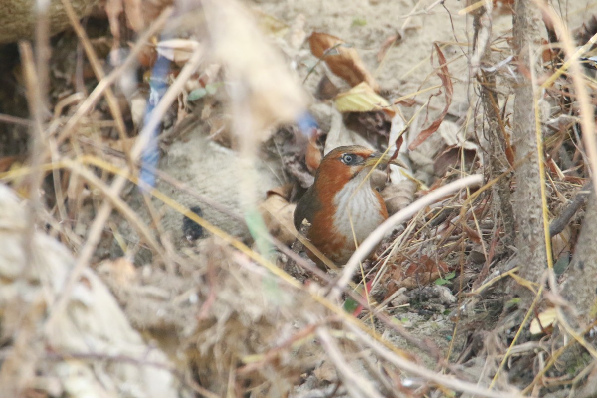 ホオアカマルハシ - ML647423652