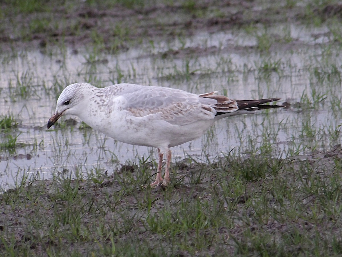 クロワカモメ - ML647423653