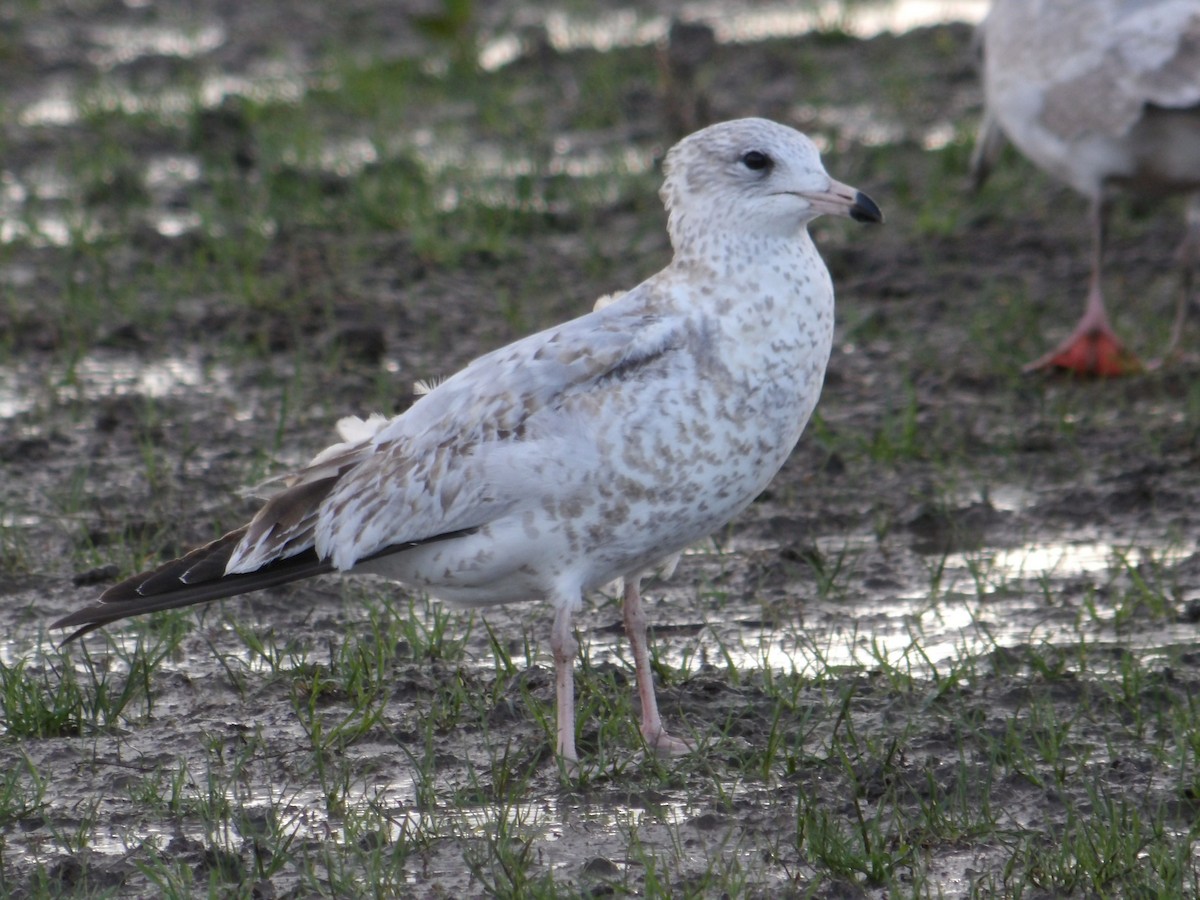 クロワカモメ - ML647423654