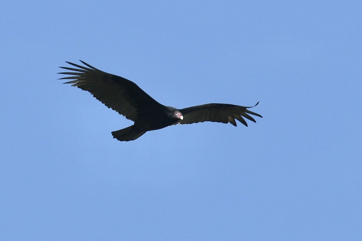 Turkey Vulture - ML647423655