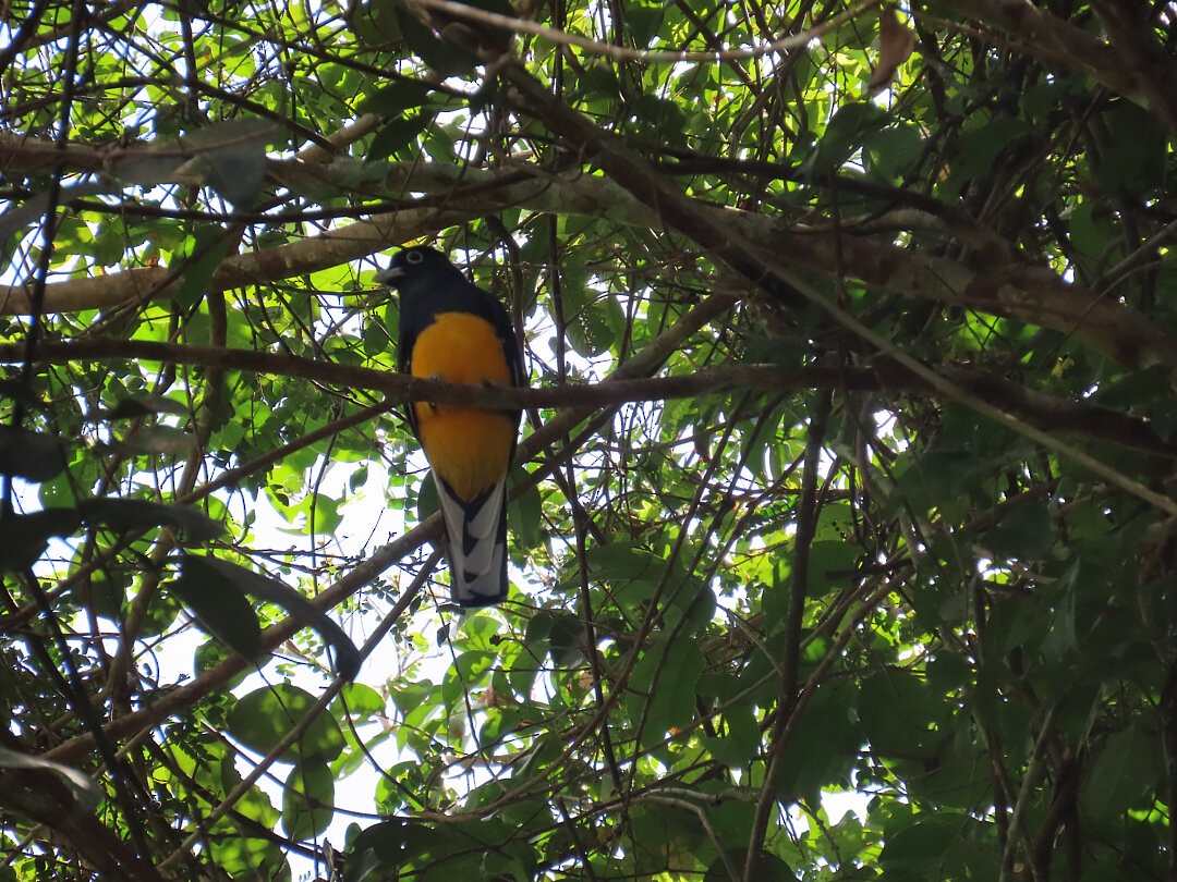 ハグロキヌバネドリ - ML647423656