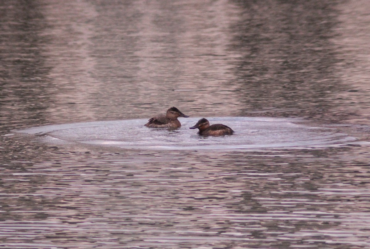 アカオタテガモ - ML647423657