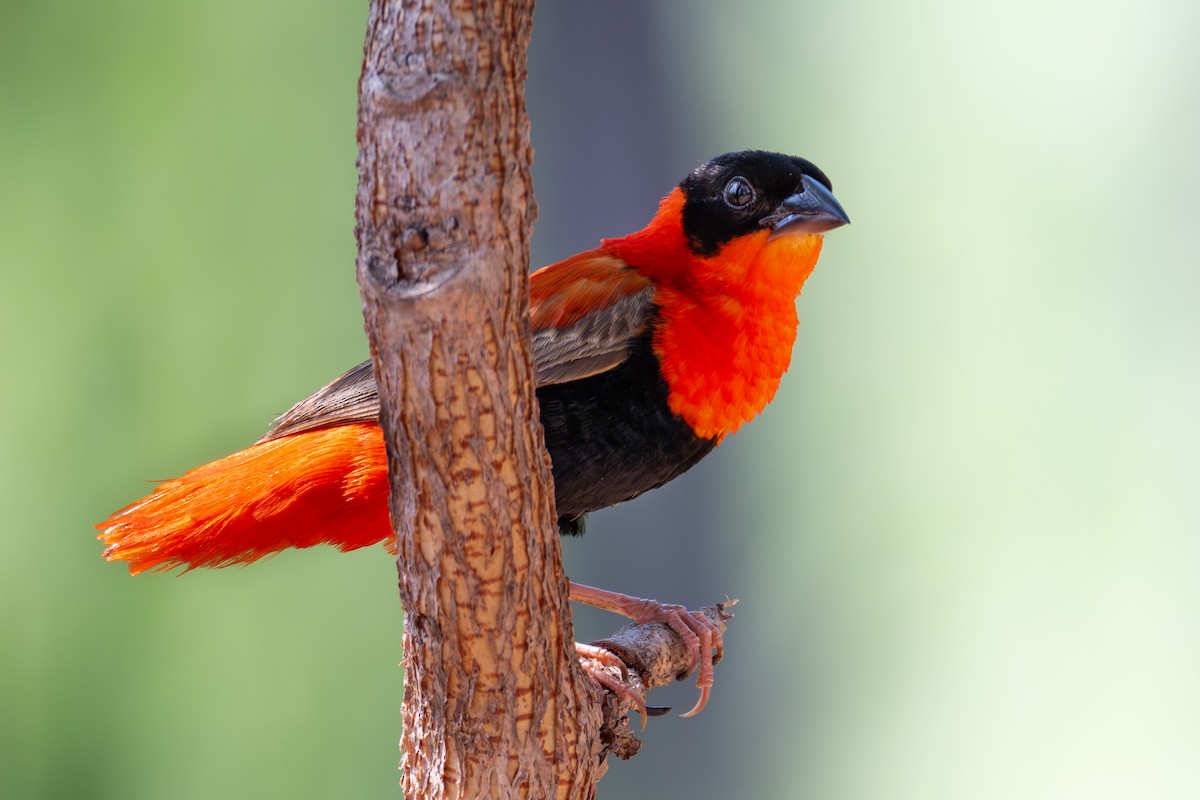 キタキンランチョウ - ML647423659