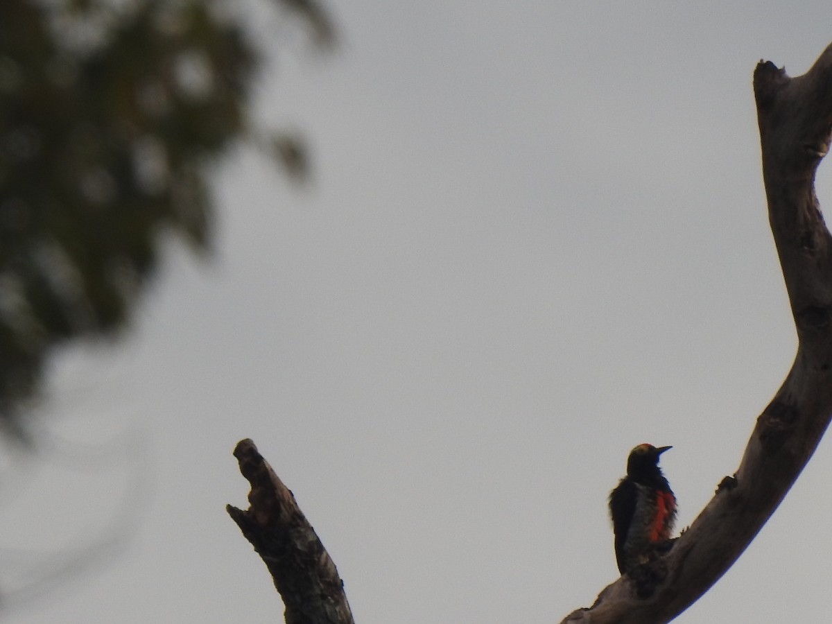 マミジロミヤビゲラ - ML647423660