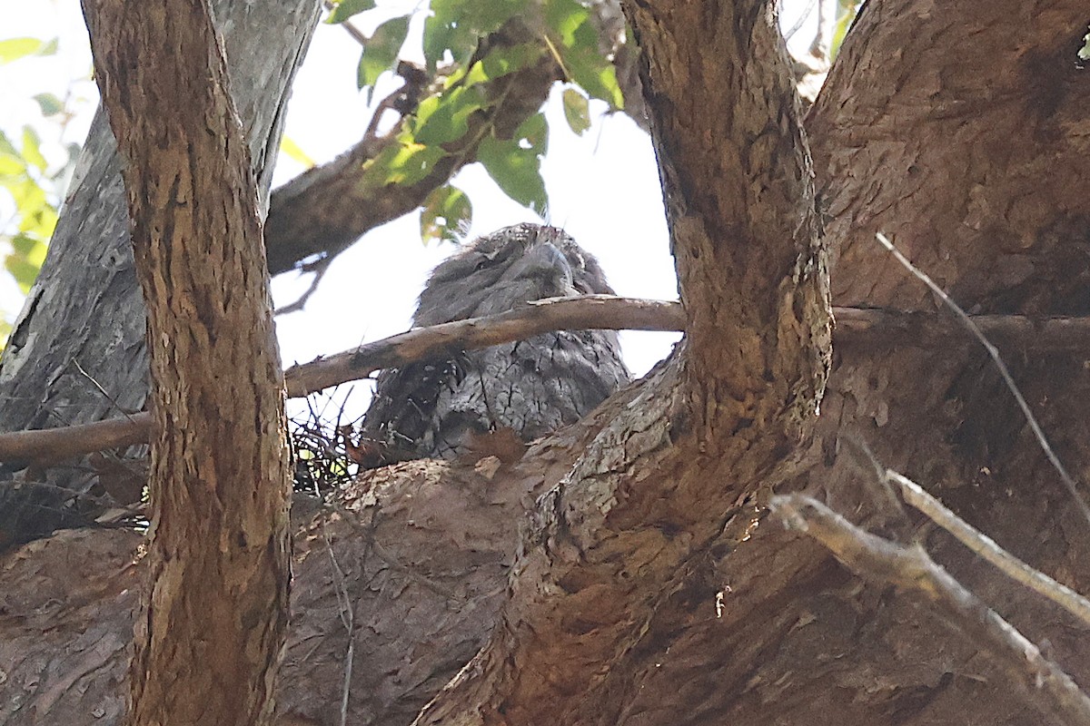 オーストラリアガマグチヨタカ - ML647423661