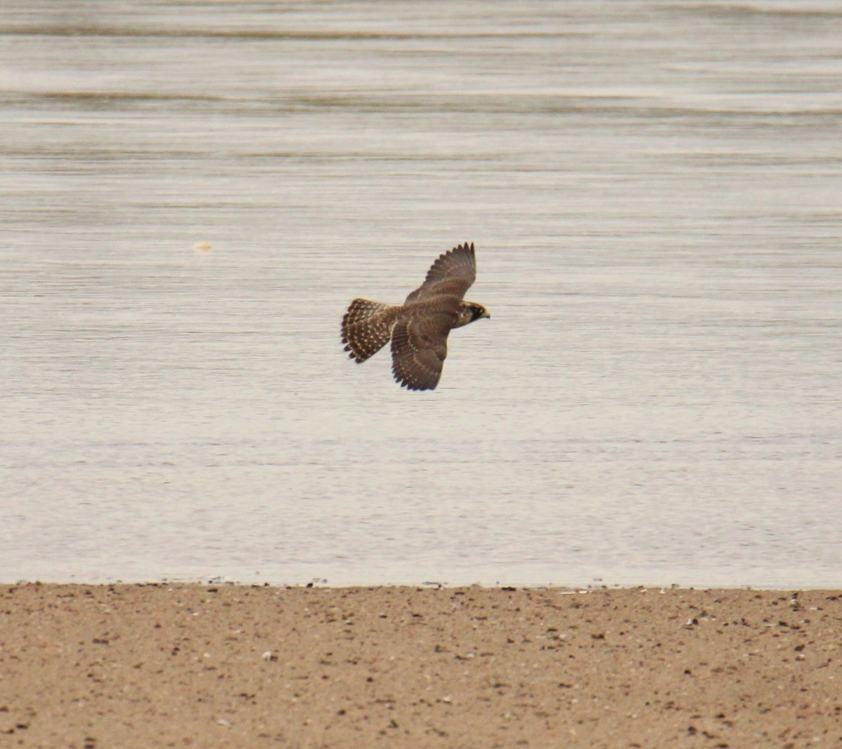 ハヤブサ - ML647423662