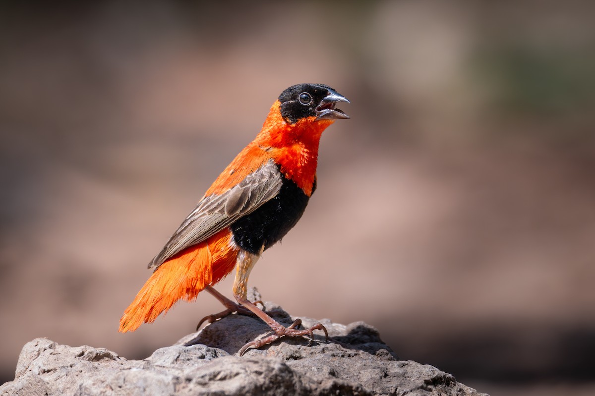 キタキンランチョウ - ML647423663