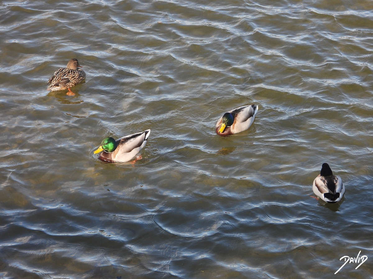 マガモ - ML647423664