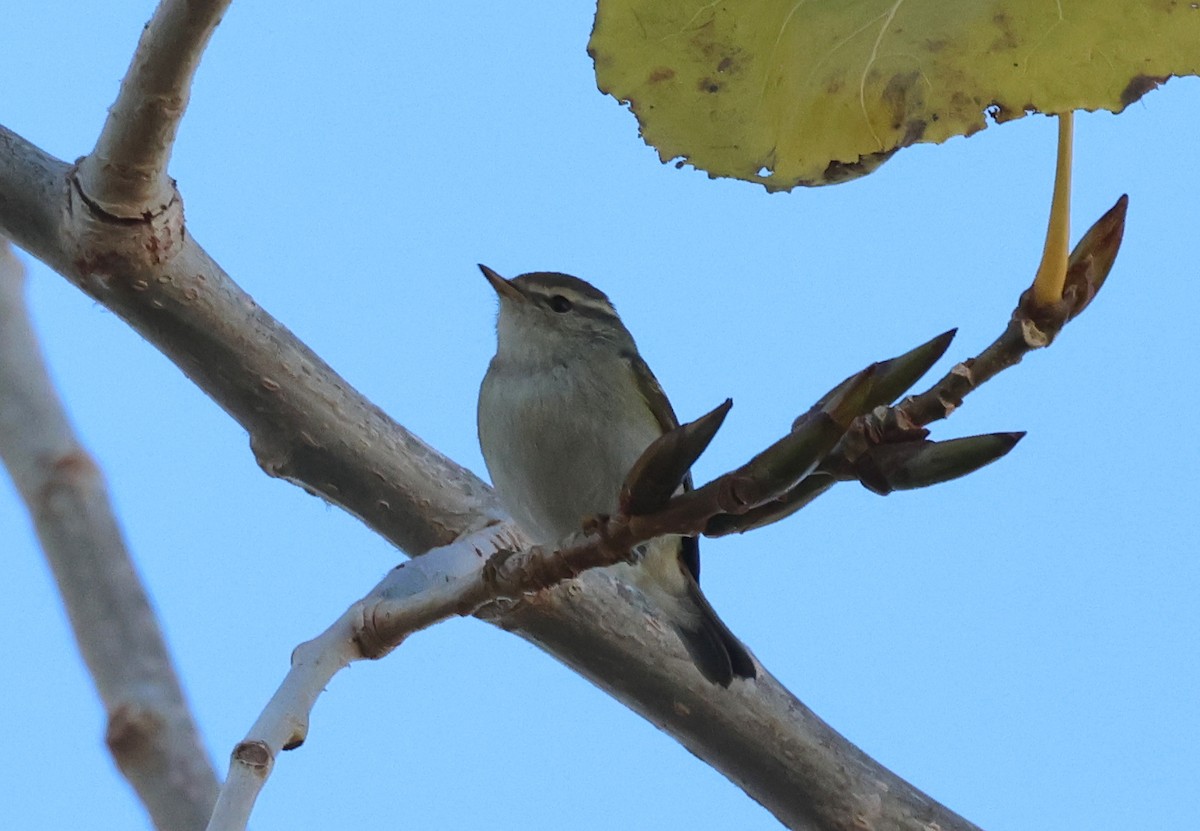 キマユムシクイ - ML647423665