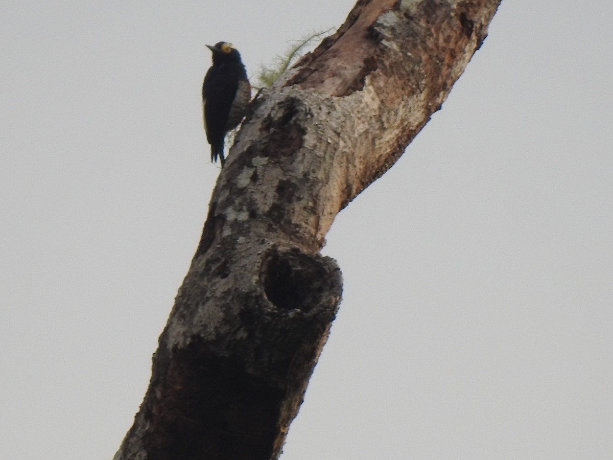 マミジロミヤビゲラ - ML647423666