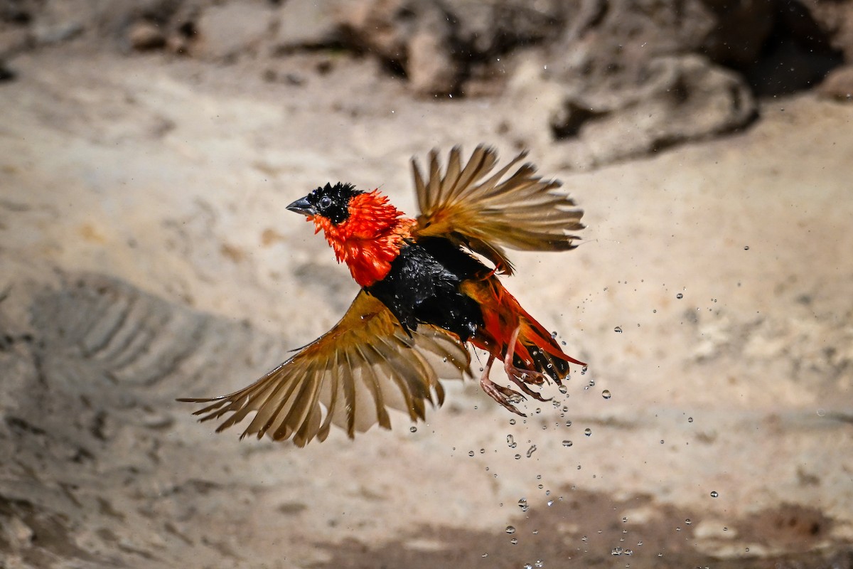 キタキンランチョウ - ML647423669