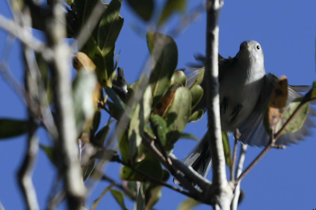 ブユムシクイ - ML647423670