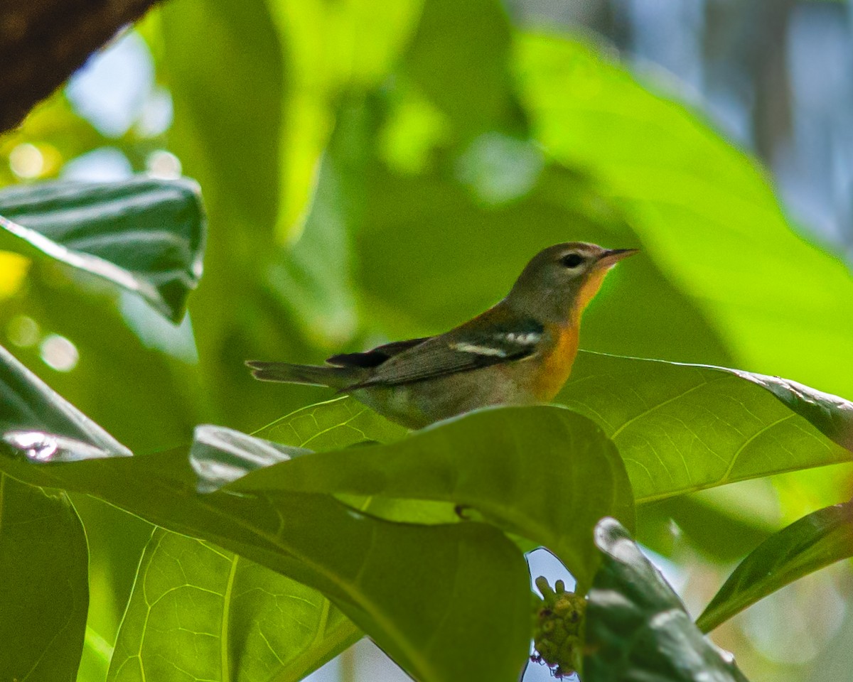 アサギアメリカムシクイ - ML647423671