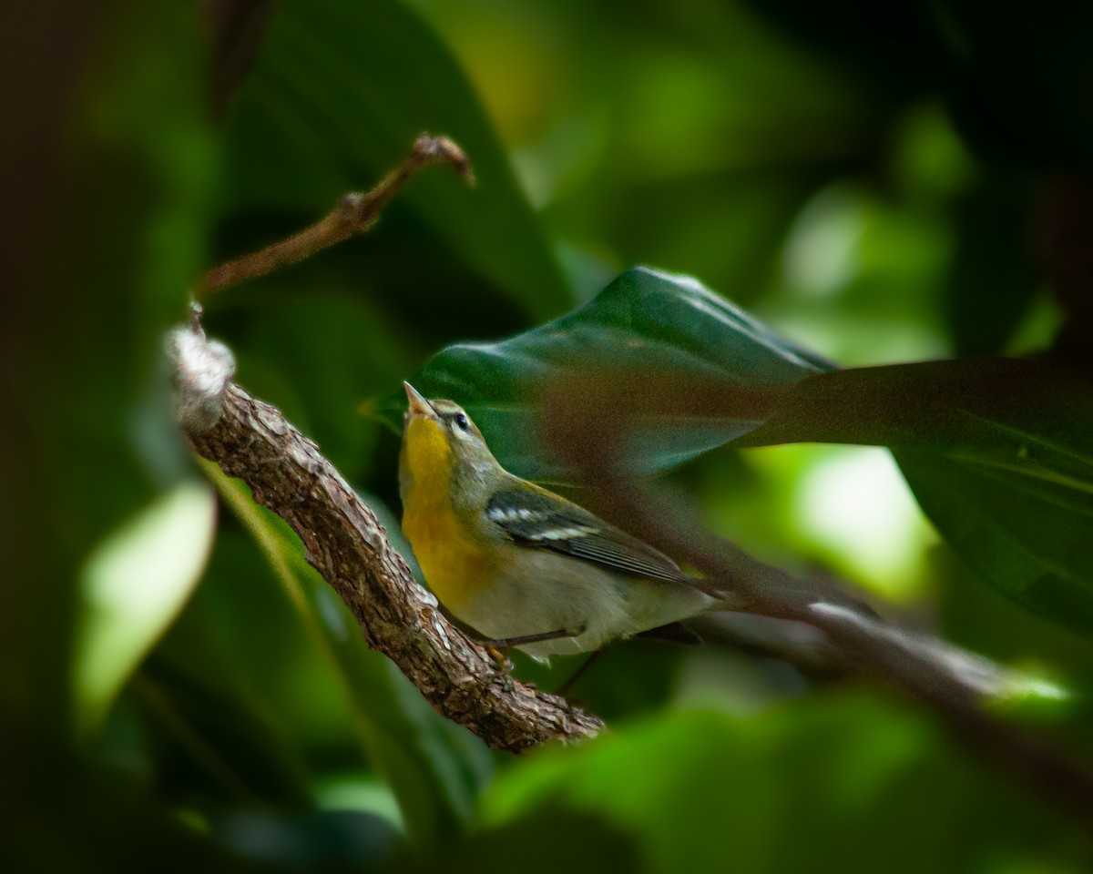 アサギアメリカムシクイ - ML647423672