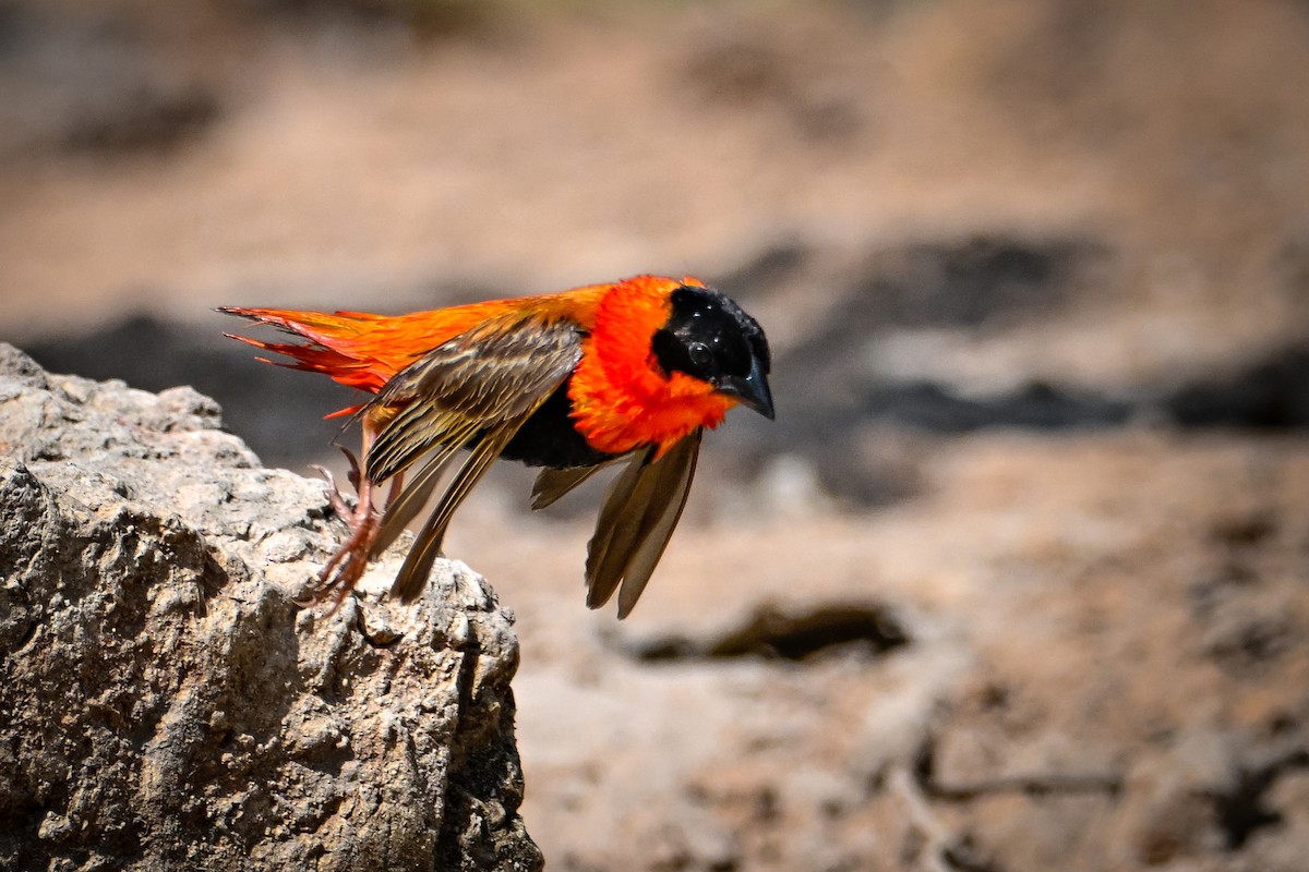 キタキンランチョウ - ML647423676