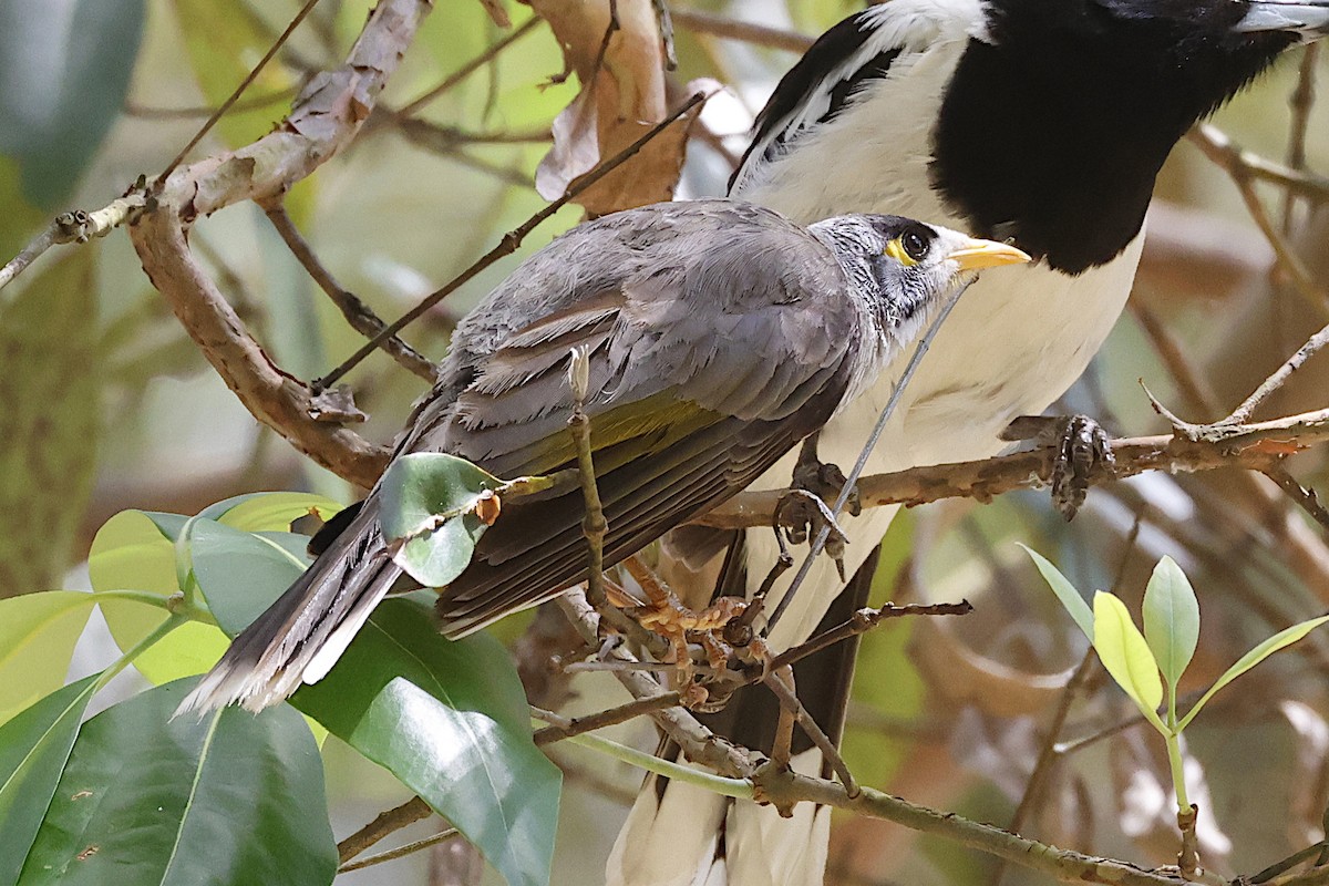 クロガオミツスイ - ML647423677