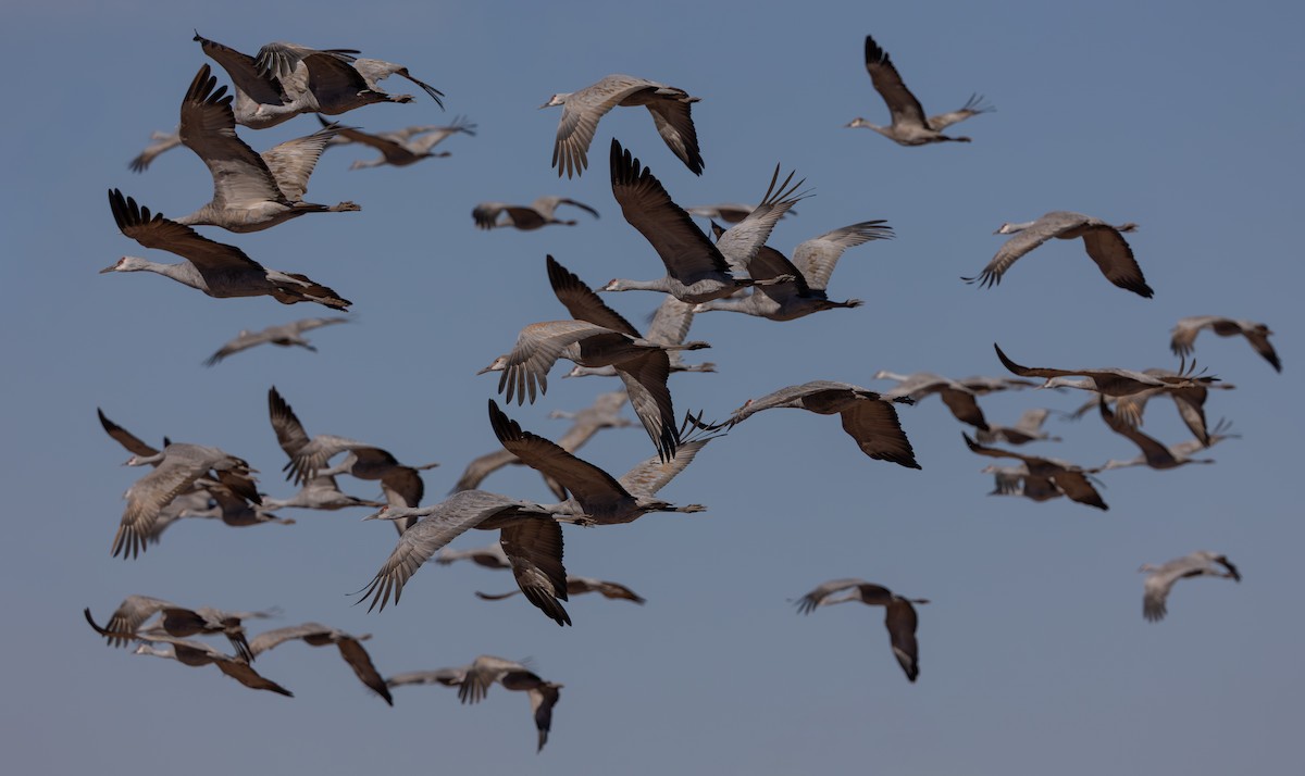 カナダヅル - ML647423678