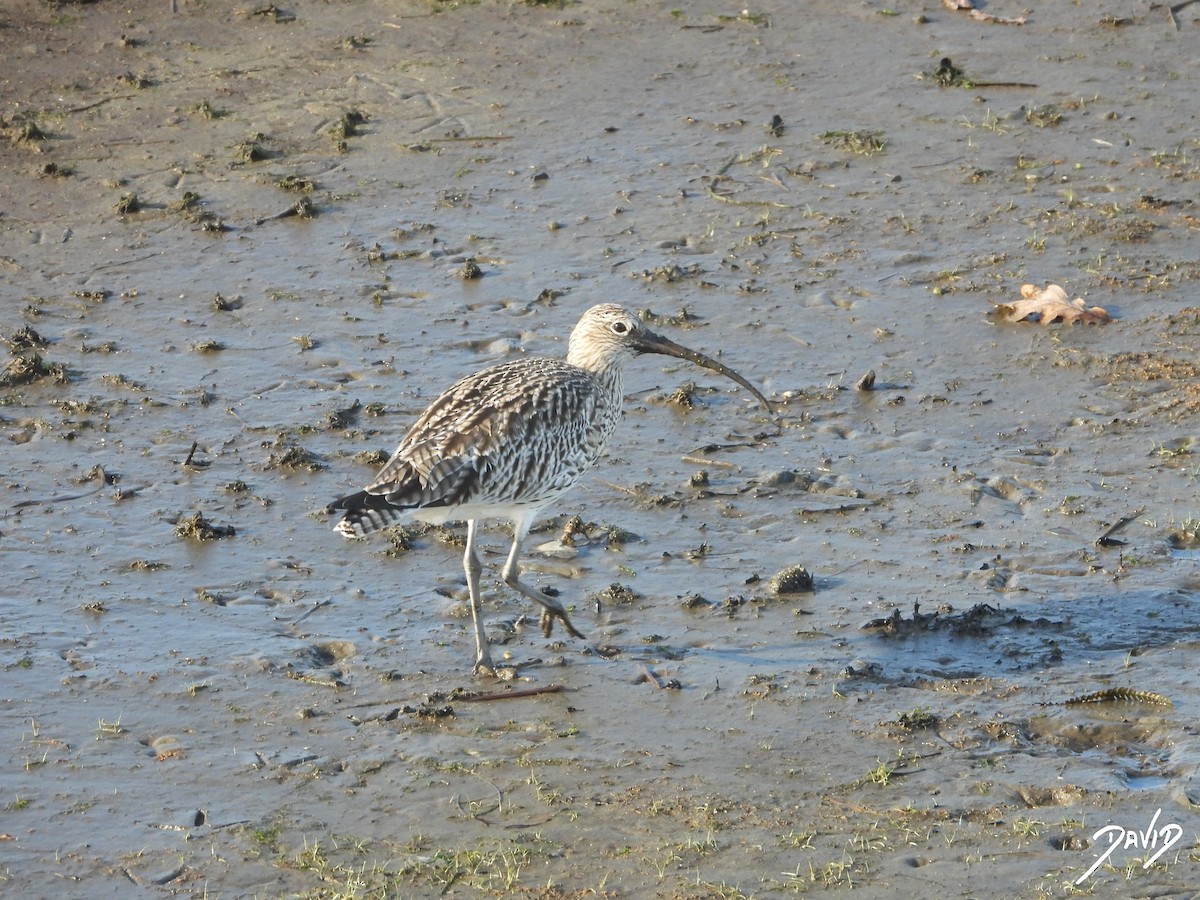 ダイシャクシギ - ML647423679