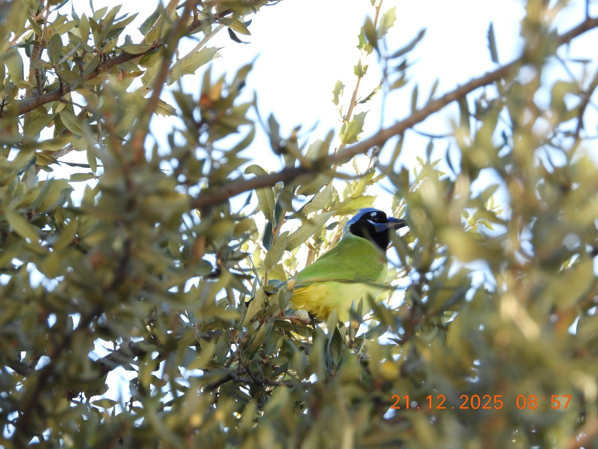 インカサンジャク - ML647423685