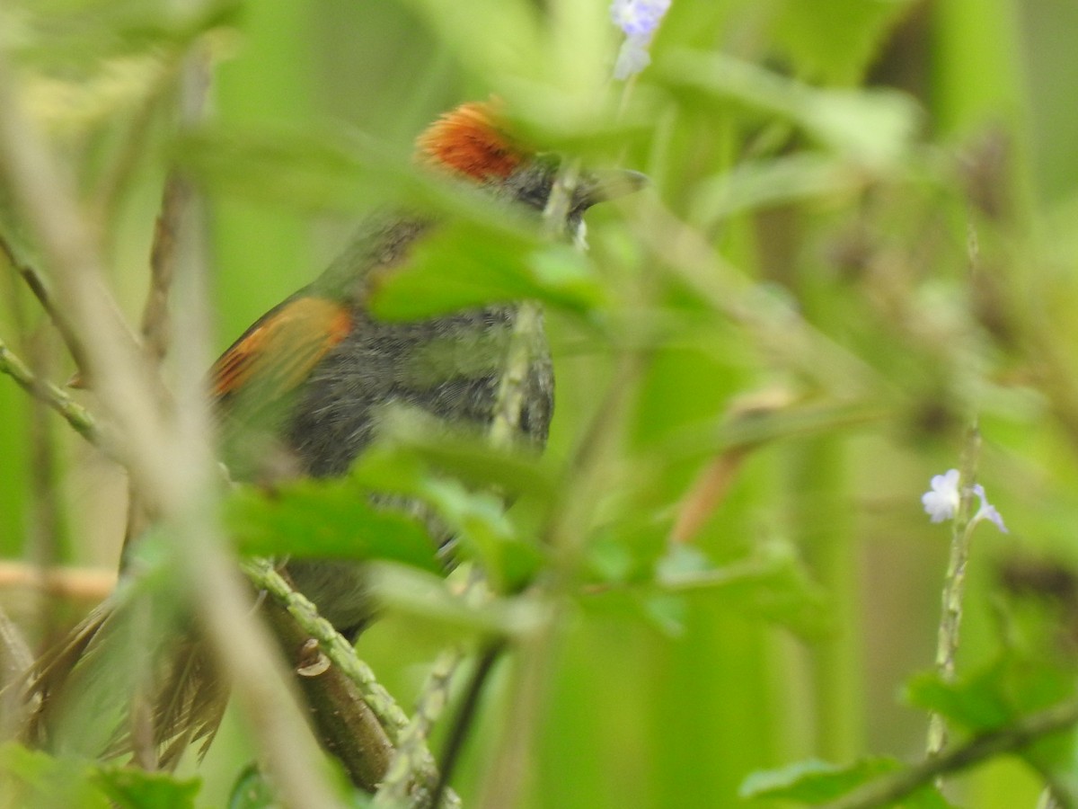 ノドジロオナガカマドドリ - ML647423688