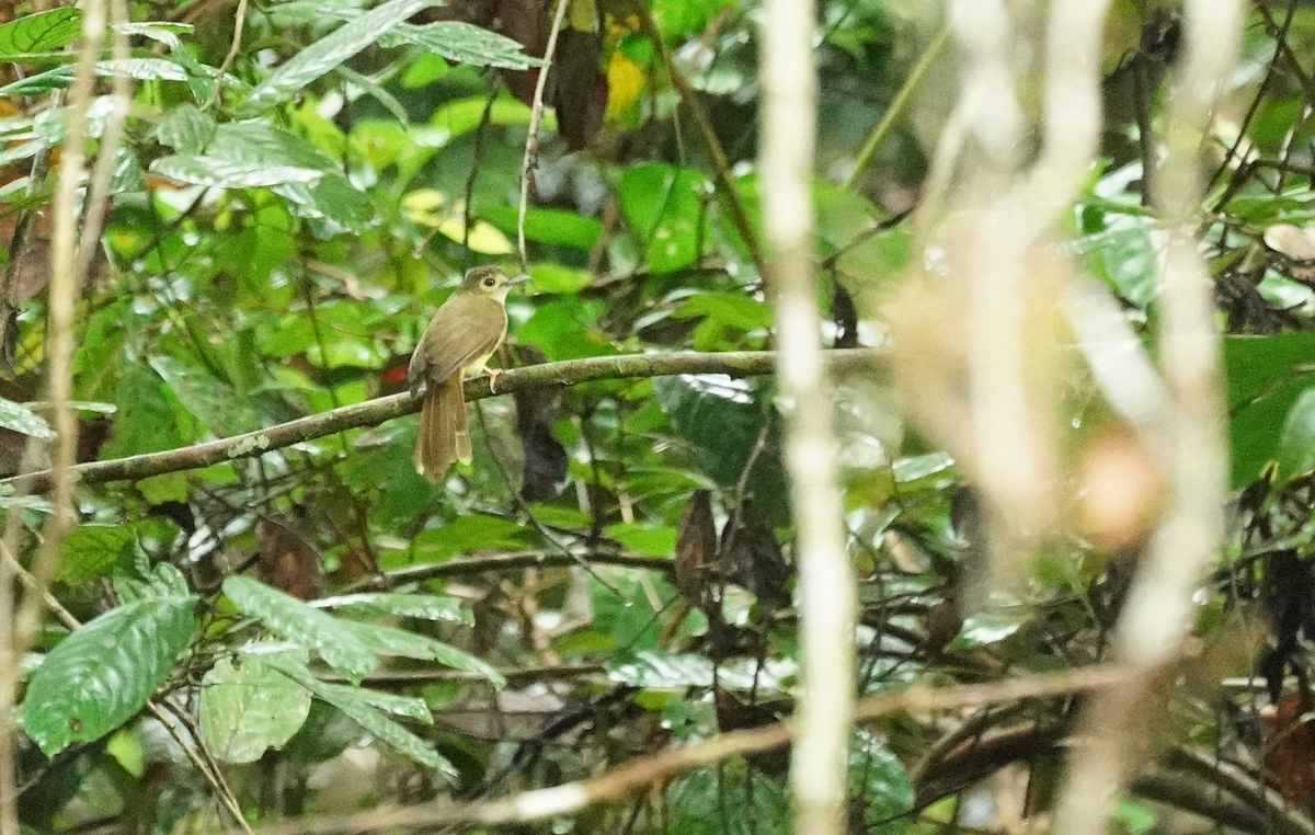 Hairy-backed Bulbul - ML647423694