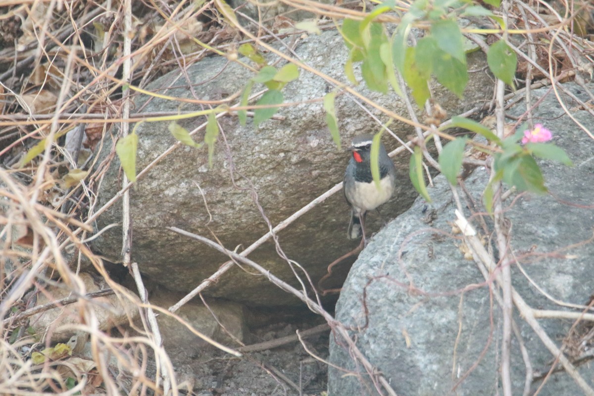 Соловейко білохвостий - ML647423695