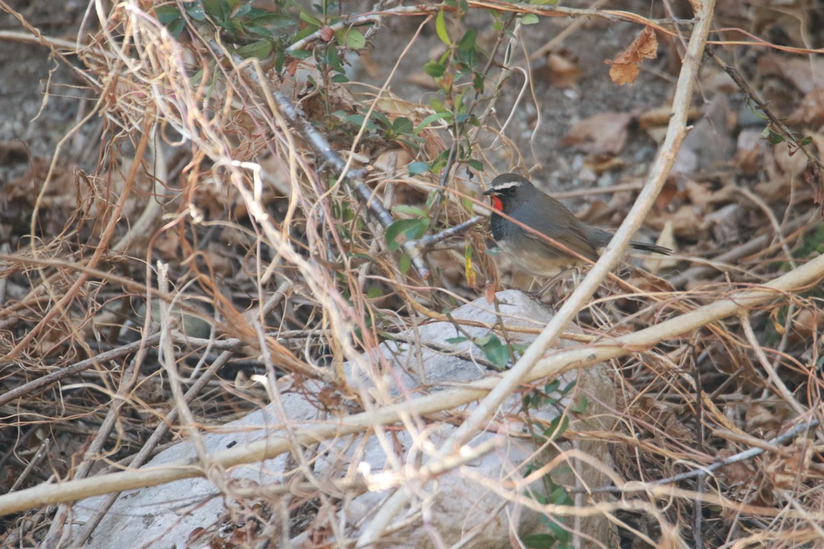 Соловейко білохвостий - ML647423696