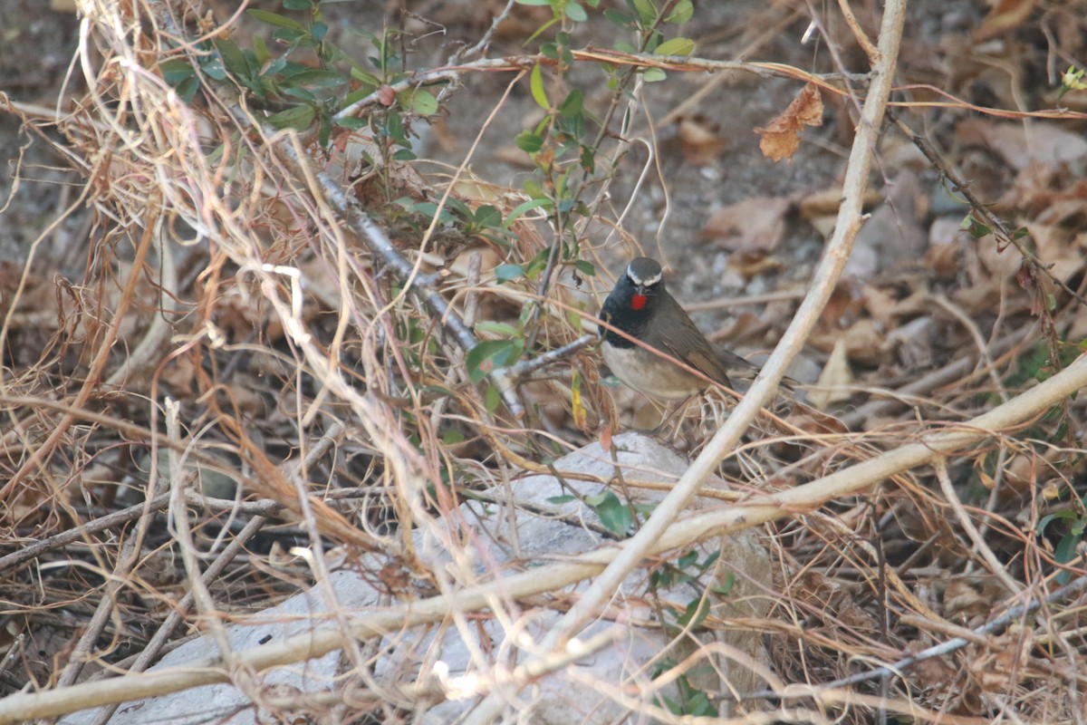 Соловейко білохвостий - ML647423697