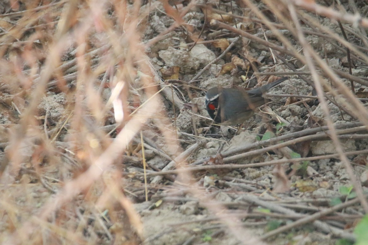 Соловейко білохвостий - ML647423698