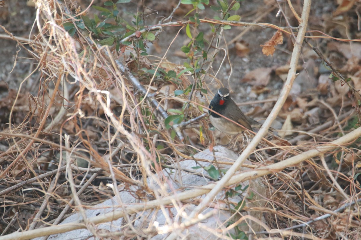 Соловейко білохвостий - ML647423699