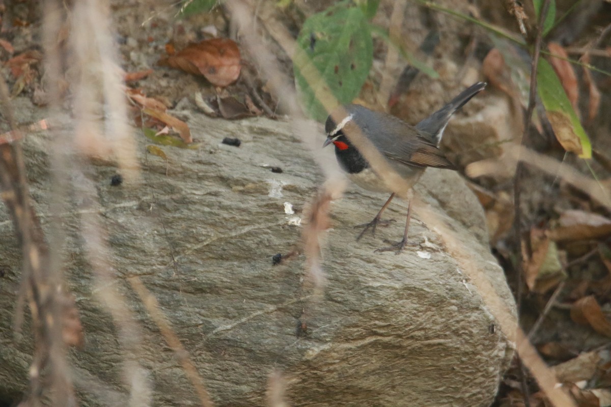 Соловейко білохвостий - ML647423700