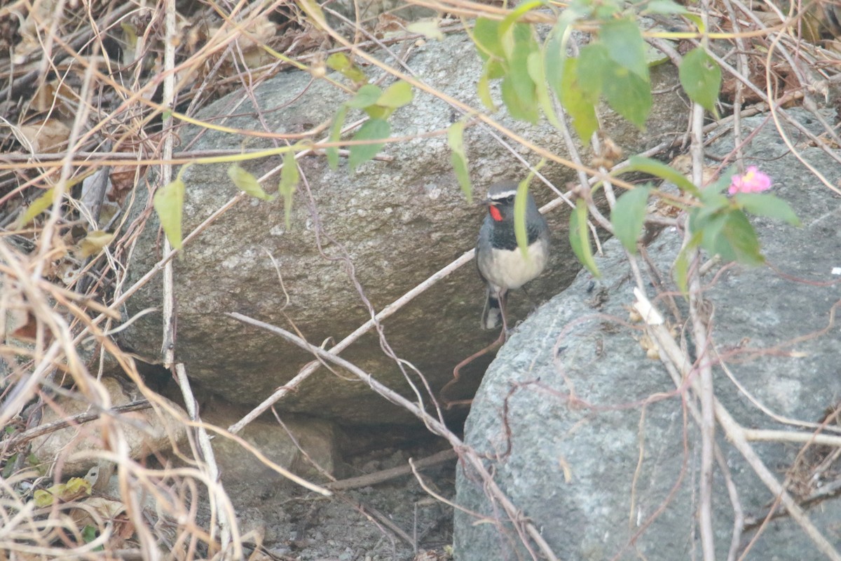 Соловейко білохвостий - ML647423701