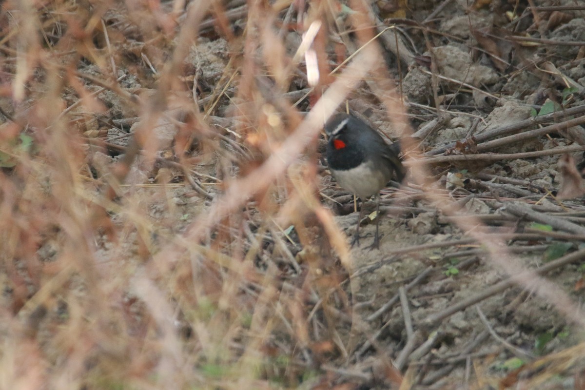 Соловейко білохвостий - ML647423702