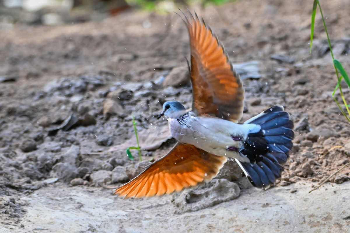 Black-billed Wood-Dove - ML647423708