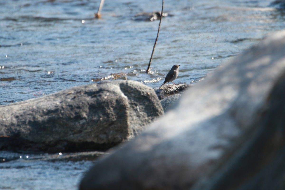 Горихвістка сиза - ML647423730