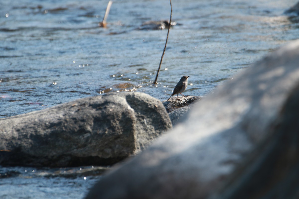 Горихвістка сиза - ML647423731