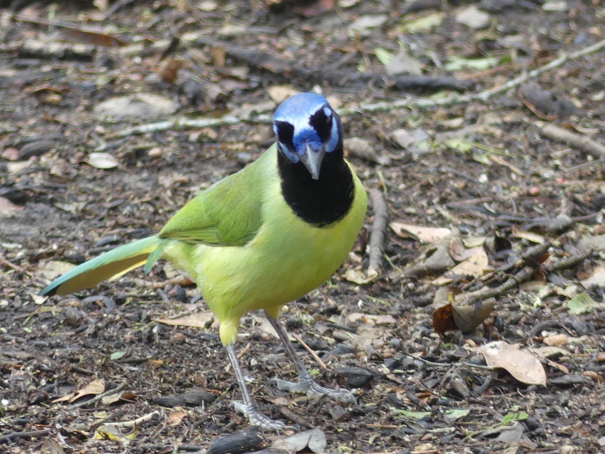 Inkablaurabe - ML647423739