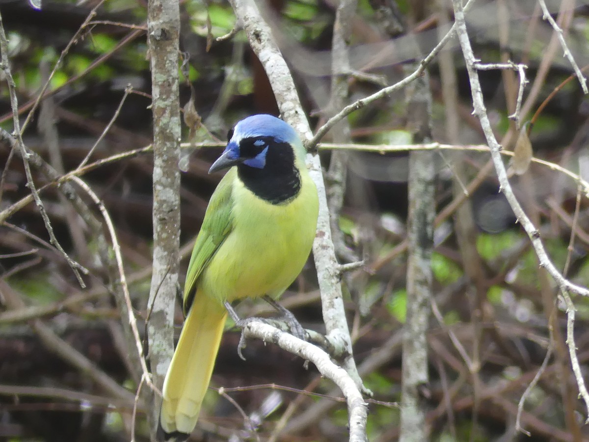 Inkablaurabe - ML647423740