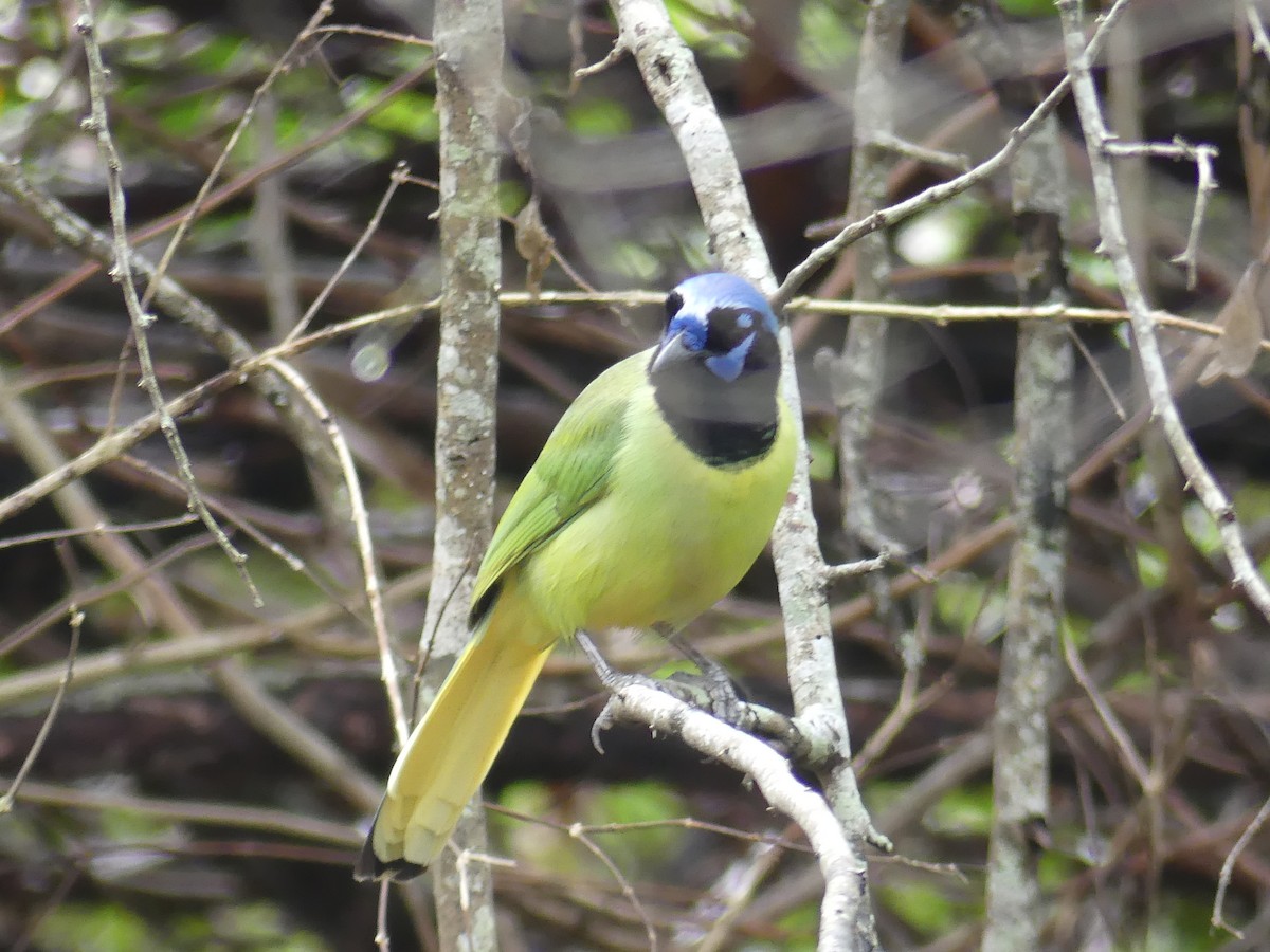 Inkablaurabe - ML647423741