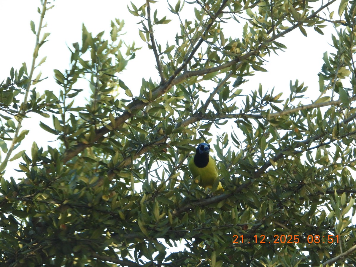 Inkablaurabe - ML647423742